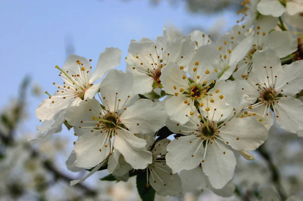 Blommande Blommor Kronblad Ren — Stockfoto