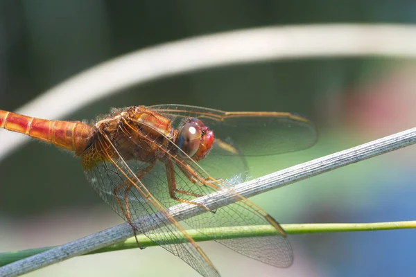 蜻蜓昆虫 自然与昆虫学 — 图库照片