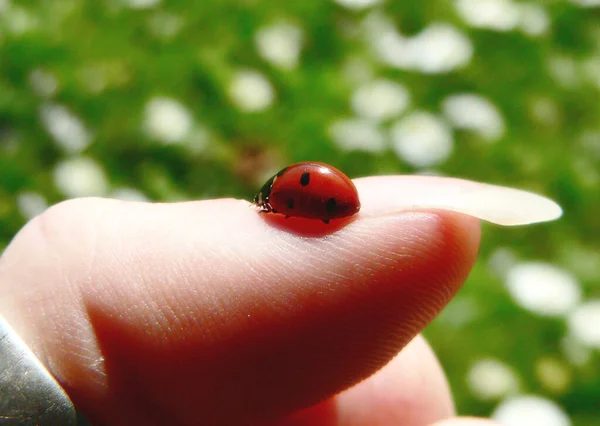 Close Bug Natureza Selvagem — Fotografia de Stock