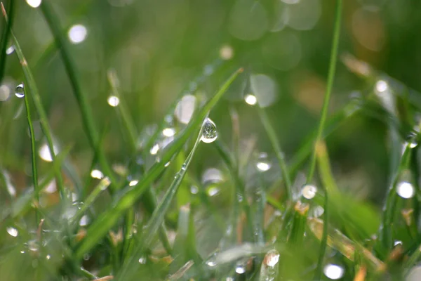 Juicy Meadow Morning Hour Simply Xxl Enjoy Small Microcosm — Stock Photo, Image