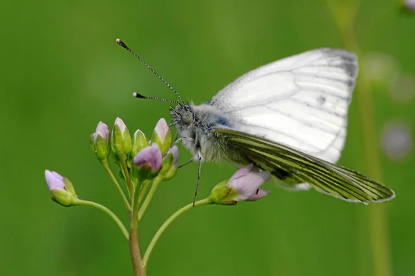 Gros Plan Bug Nature Sauvage — Photo