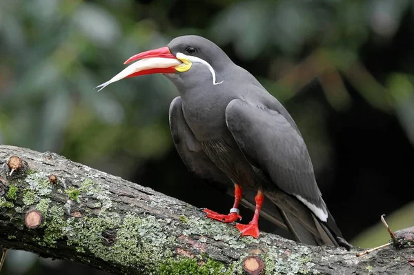 Vue Panoramique Belle Inca Tern Nature — Photo