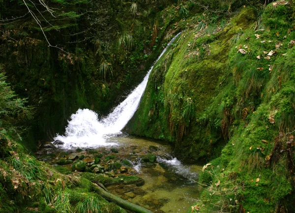 Mossed Kövek Vízben — Stock Fotó