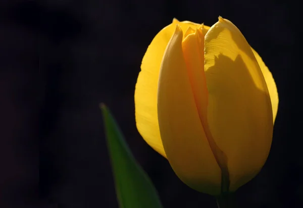 Smukke Botaniske Skud Naturlige Tapet - Stock-foto