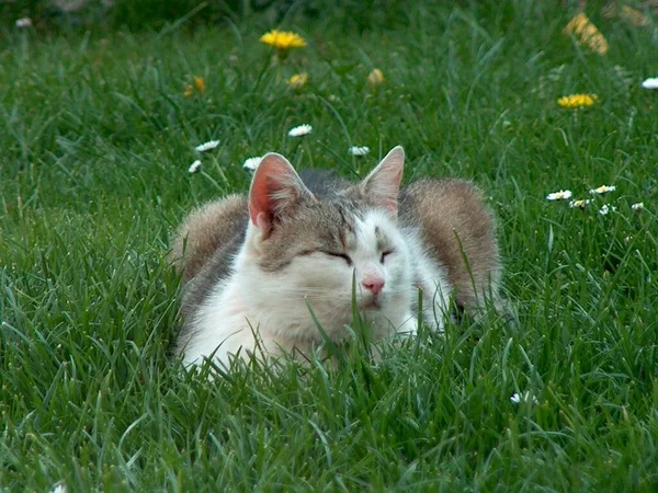 Chat Couché Sur Herbe — Photo