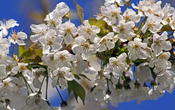 Kirschblüte Blumen Auf Baum — Stockfoto