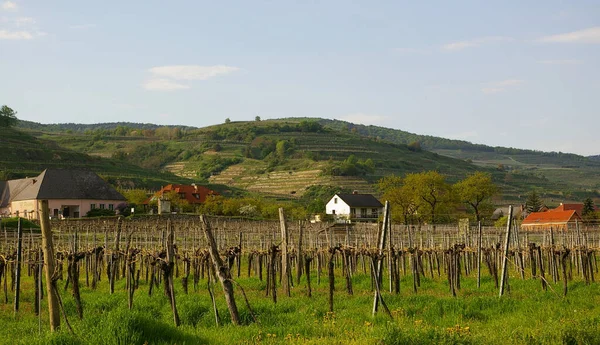 Vale Wachau Uma Região Austríaca Perto Rio Danúbio Oeste Viena — Fotografia de Stock