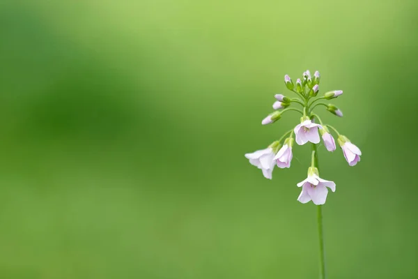 Gostei Tanto Das Flores — Fotografia de Stock