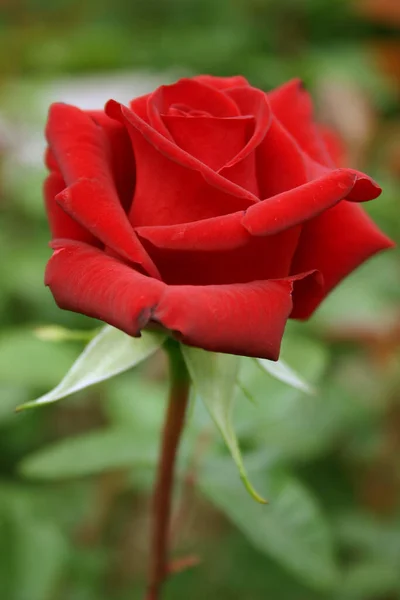 Beauté Pétales Rose Rouge Flore Romantique — Photo