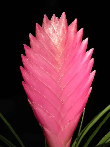 Bromelien Tropische Blume Flora — Stockfoto