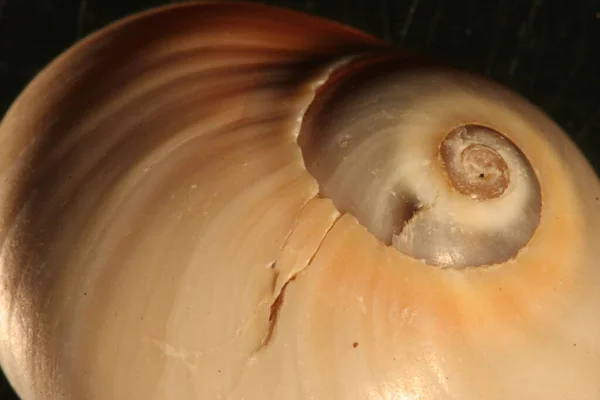 Langsame Schnecke Schleimiges Tier — Stockfoto