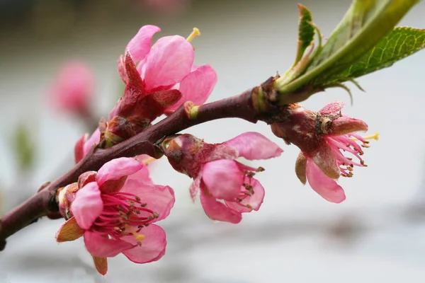 桃の花木の上に — ストック写真