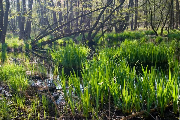 Schilderachtig Uitzicht Van Grijze Ganzen Wilde Natuur — Stockfoto