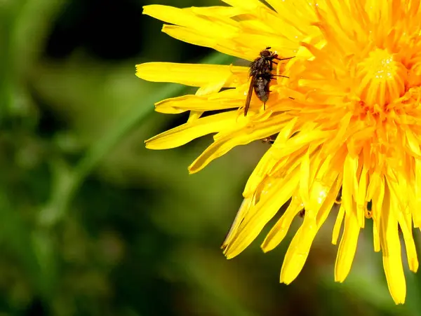 Fly Flower Flora Insect — Stock Photo, Image