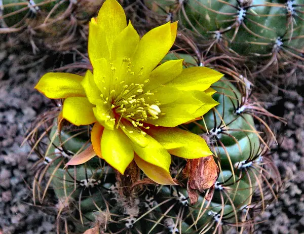 サボテンの花 サボテンの植物の花 — ストック写真