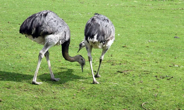 Strauß Tier Vogel Tierwelt — Stockfoto