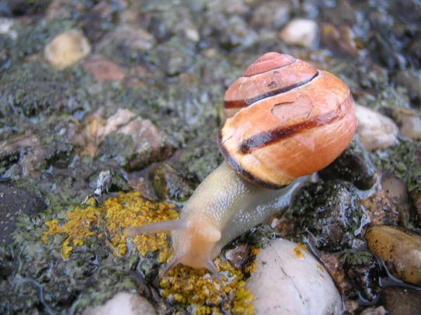 Coquille Escargot Coquilles Mollusque — Photo