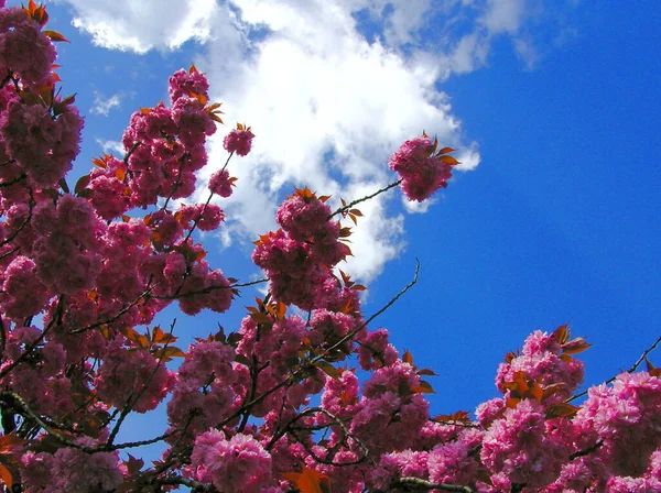 Flores Flor Cerejeira Árvore — Fotografia de Stock