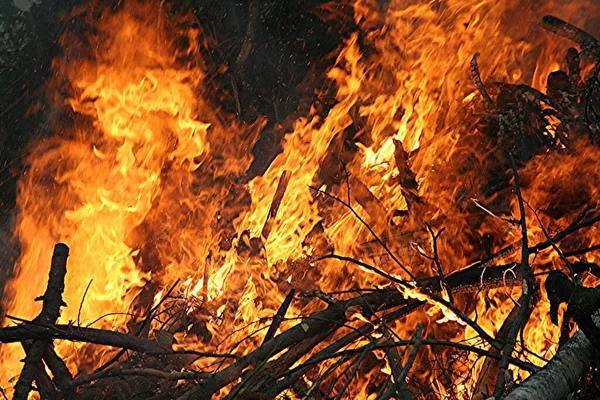 Eld Skogen — Stockfoto