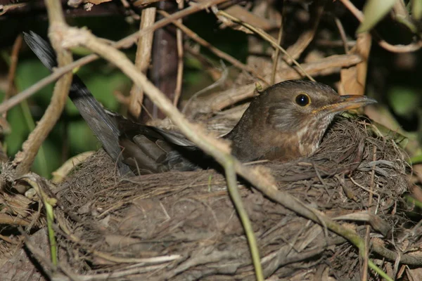 Nest Located Directly Next House Entrance House Feu Blackbird Obviously — Stock Photo, Image