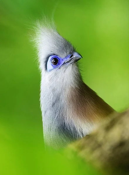 Landskap Madagaskar — Stockfoto