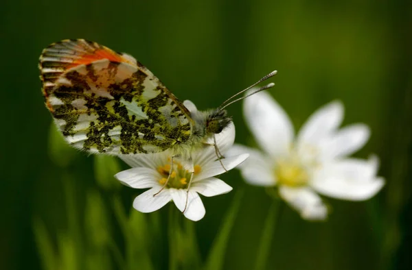 Закрытие Экзотической Бабочки Концепция Дикой Природы — стоковое фото