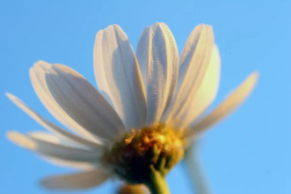 Vista Panorámica Hermosas Flores Marguerita —  Fotos de Stock