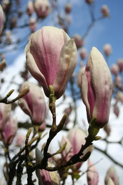 Spring Magnolia Blossom Flower Petals — стоковое фото