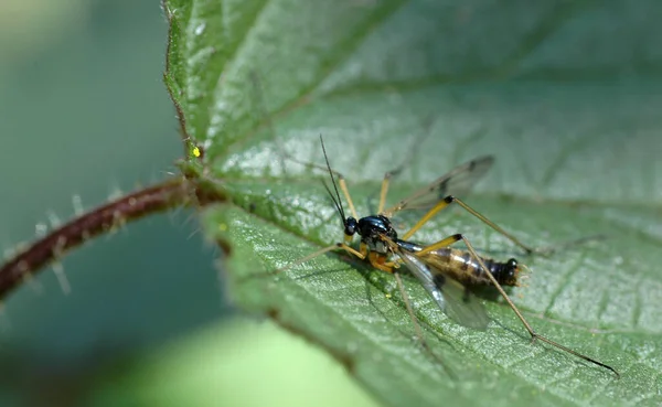 Close Van Een Insect Wilde Natuur — Stockfoto