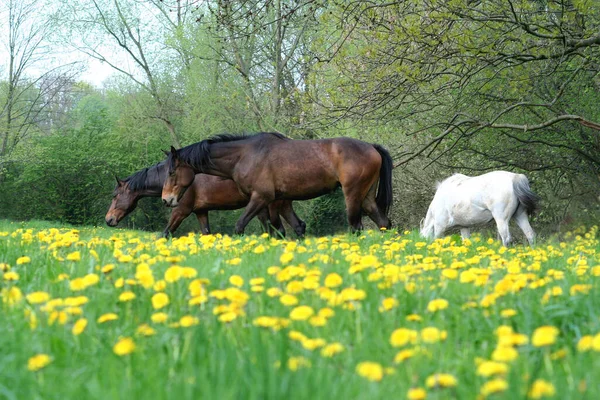 Pferde Auf Der Frühlingswiese — Stockfoto