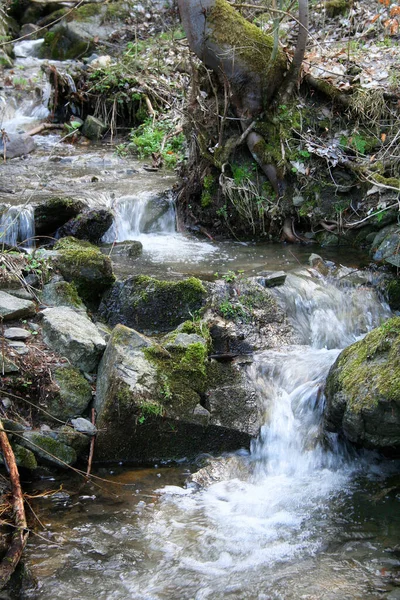 Ruisseau Montagne Dans Forêt — Photo