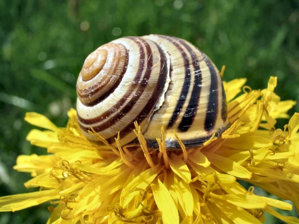 Caracol Animal Molusco Gastropod — Fotografia de Stock