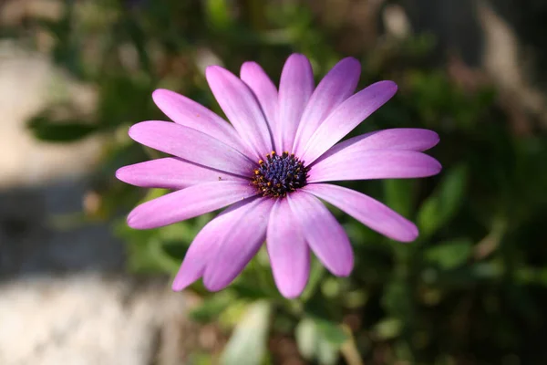 Flor Margarita Rosa Jardín —  Fotos de Stock