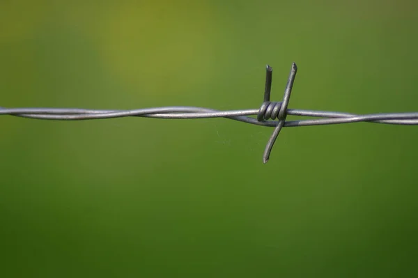 Barbed Wire Green Background — Stock Photo, Image