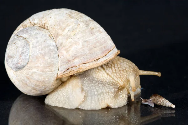 Caracol Lento Animal Viscoso — Fotografia de Stock