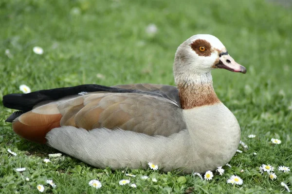 Aussichtsreiche Aussicht Auf Schöne Vögel Der Natur — Stockfoto