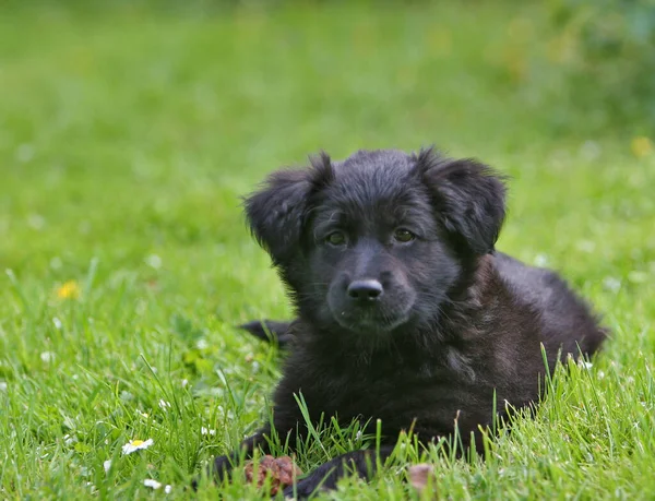 Portret Van Een Schattige Hond — Stockfoto