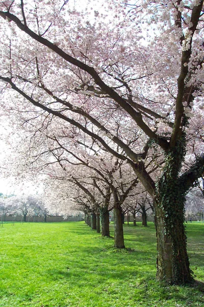 Bloeiende Rij Bomen — Stockfoto