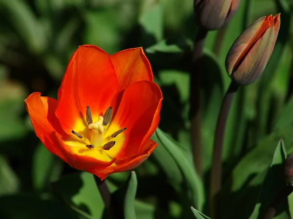 Com Você Tulipa Que Desvaneci Ainda Temos Alguns Muitos Botões — Fotografia de Stock