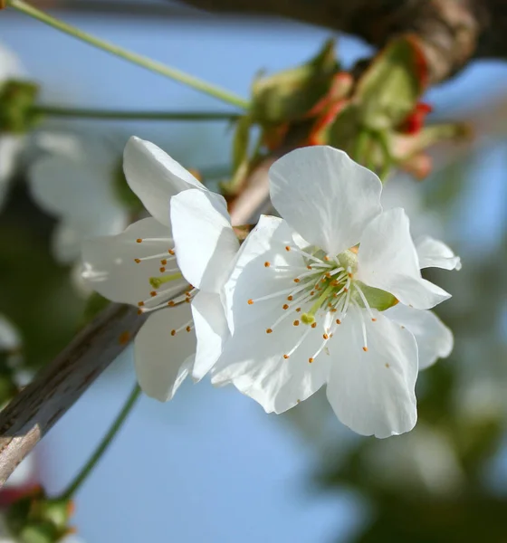 Kirschblüte Blumen Auf Baum — Stockfoto