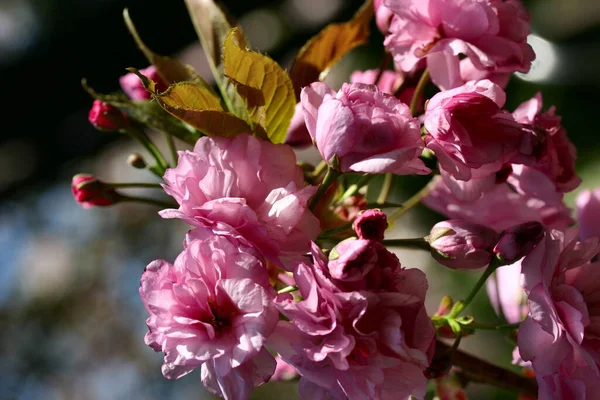 Spring Cherry Tree Flowers Bloom — Stock Photo, Image