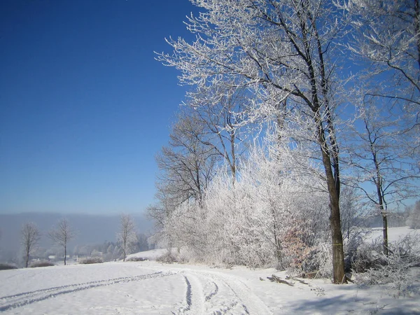 Vista Uma Cena Inverno — Fotografia de Stock