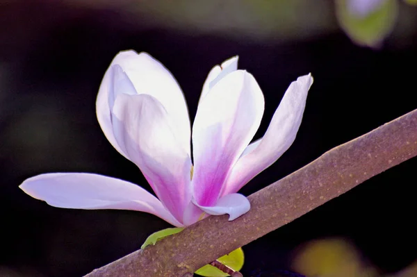 Płatki Kwiatów Magnolii Wiosną — Zdjęcie stockowe