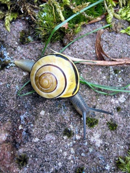 Escargot Sur Arbre — Photo