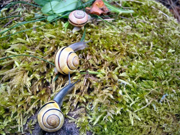 Alla Ciotola Del Cibo — Foto Stock