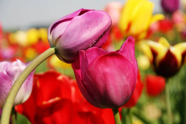 Весенняя Флора Листва Лепестки Цветов Тюльпана — стоковое фото