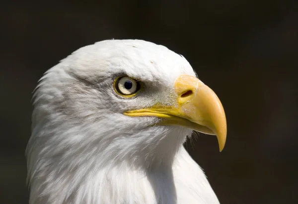Vista Panorámica Del Águila Cabeza Blanca Naturaleza Salvaje — Foto de Stock