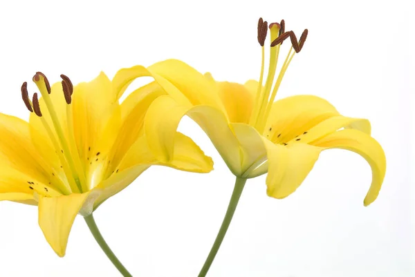 Lilium Maculatum Alcanza Una Altura Hasta Crece Hasta Ancho Tallo — Foto de Stock