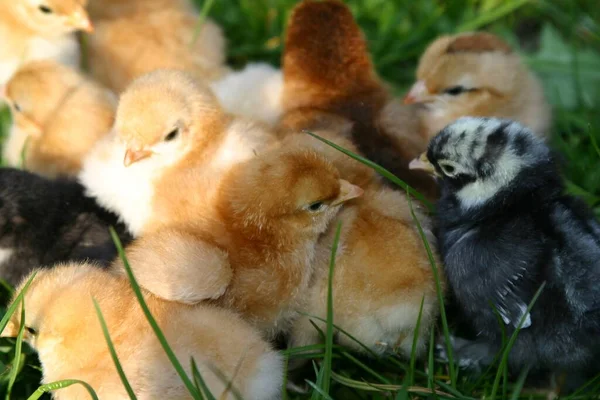 公園内の鶏や雛の群れは — ストック写真