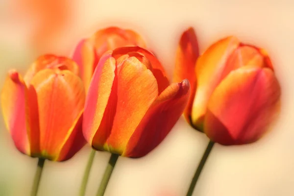 Belles Tulipes Fleurs Printanières — Photo